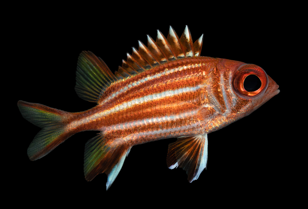 Sargocentron rubrum (redcoat)